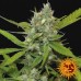 Sweet Tooth Auto - Barney's Farm